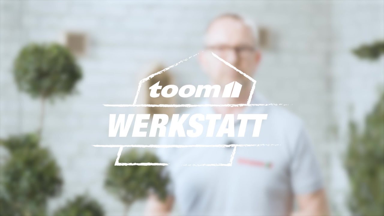 toom Pflanzentipps: Japanische Stechpalme (Ilex Crenata) | toom Baumarkt