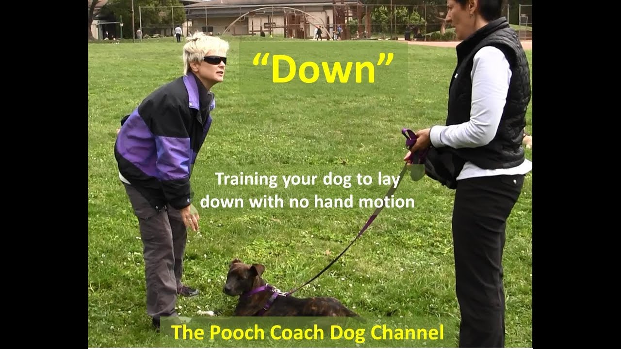 How to train a dog to lay down with no hand motion -  The Pooch Coach