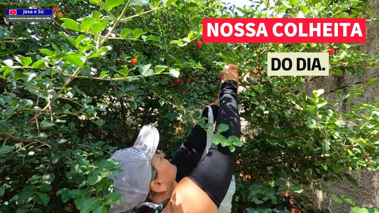 Colhendo acerolas e muito mais...