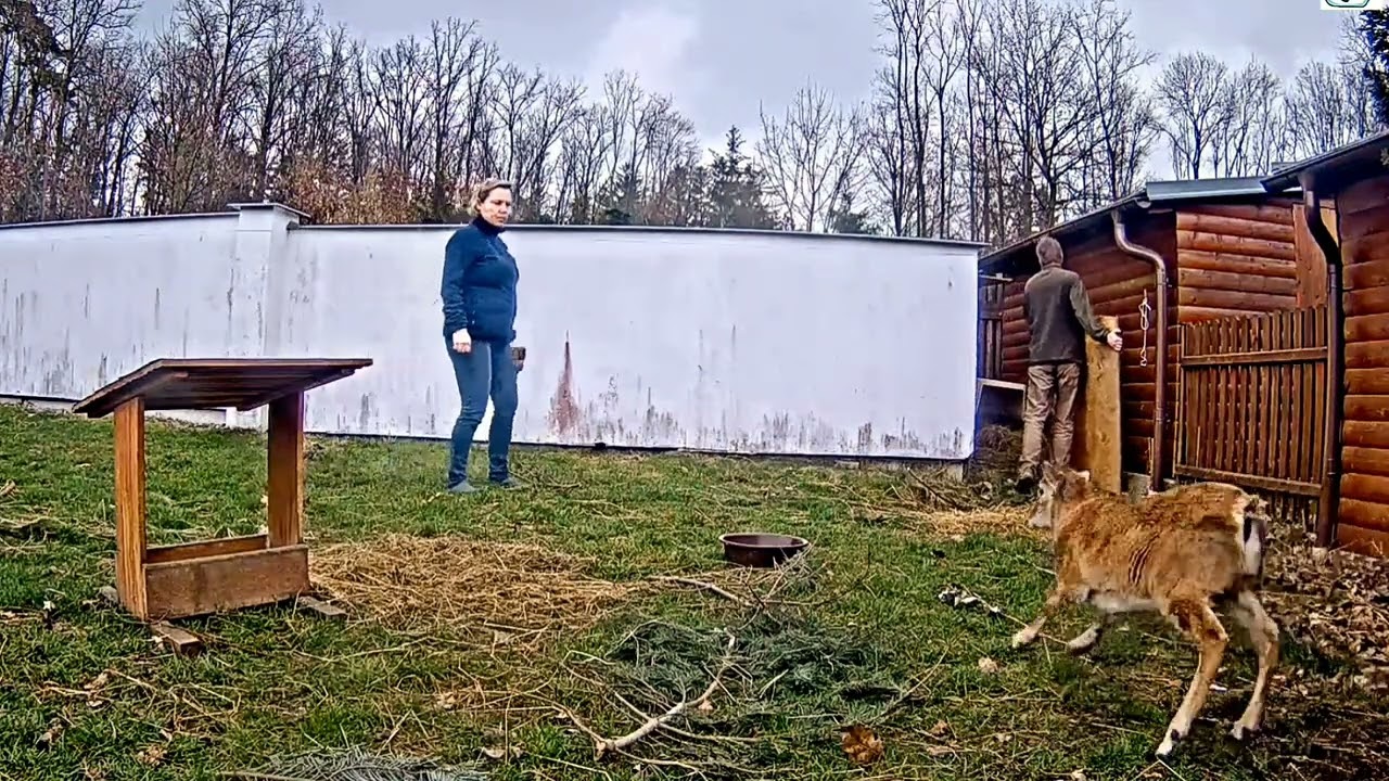 Jak Mufinka získala přístřešek. 🦙 Makov, březen 2024 🌞