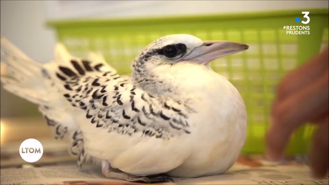 Les témoins d'Outre-Mer : Le Paille-en-queue (La Réunion)