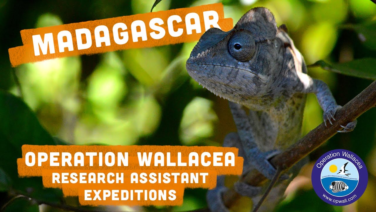 Operation Wallacea - Madagascar Research Assistant