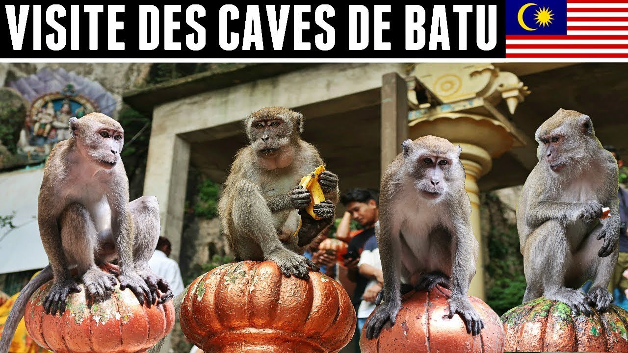 DES SINGES DE PARTOUT | VLOG MALAISIE