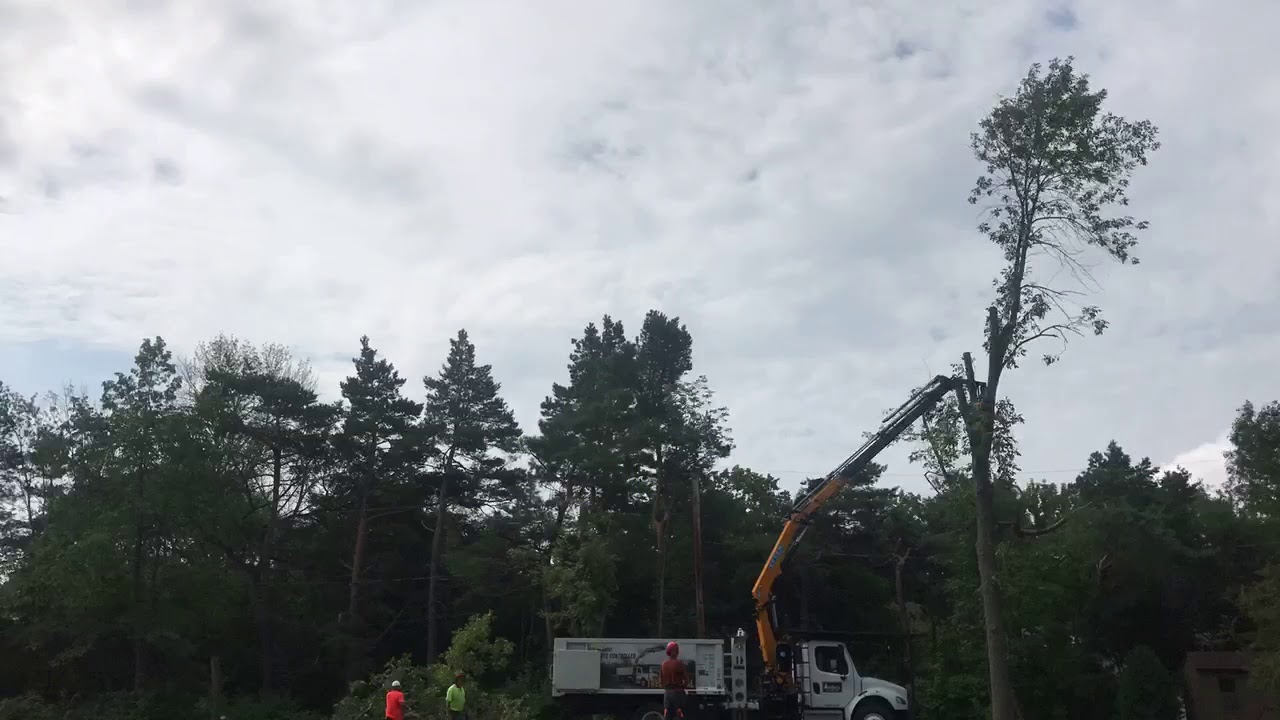 Lance Wallace Tree Gone
