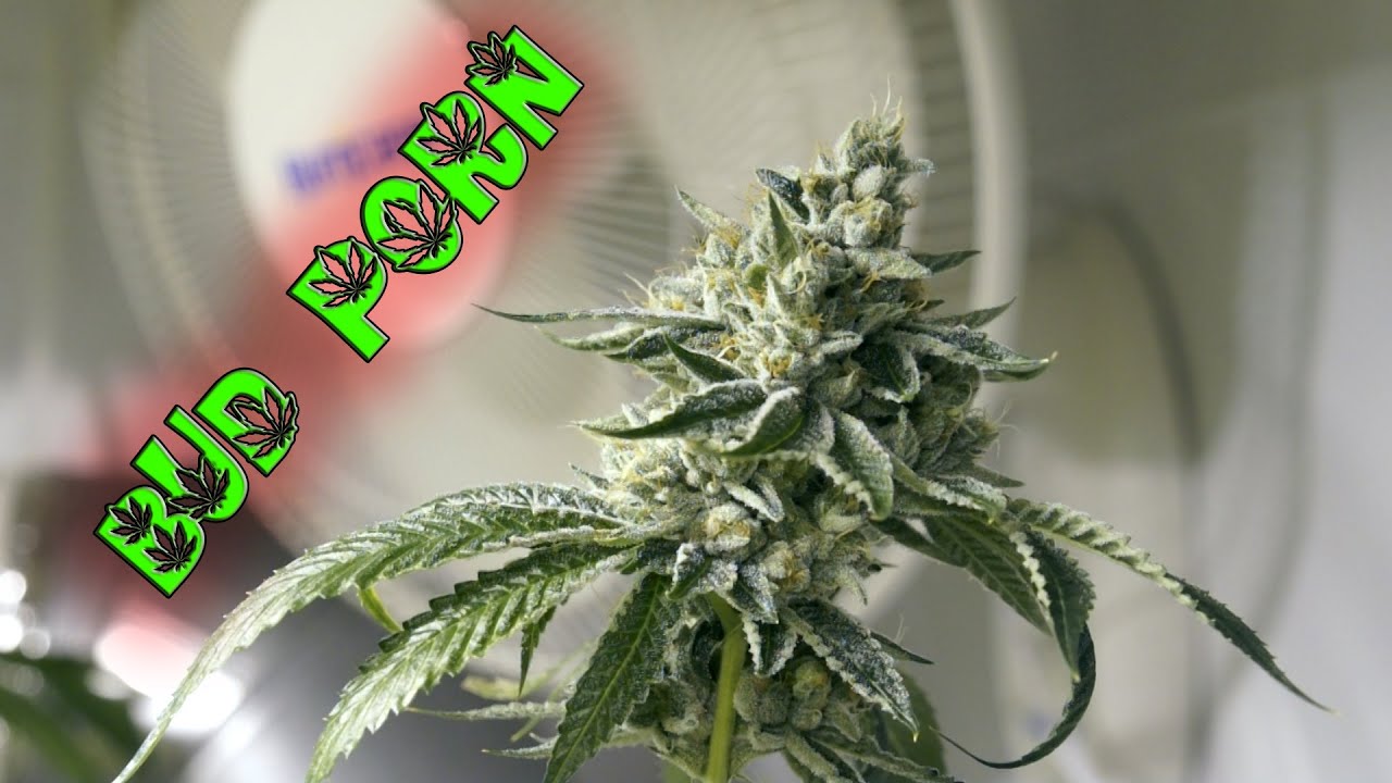 Bud Porn - Ghost OG and Vader OG Pre Harvest Shots