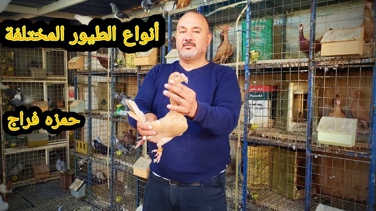 مطير المهندس حمزة فراج للانواع المختلفه كن الطيور الجميله