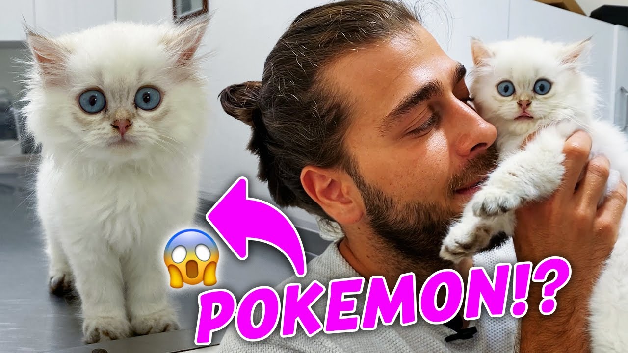 Покемон или котенок? 😍 (Самая очаровательная кошечка)