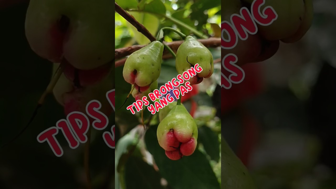 TIPS BRONGSONG BUAH JAMBU - Rochmani Mudi #farmer #petani #jambu #tabulampot