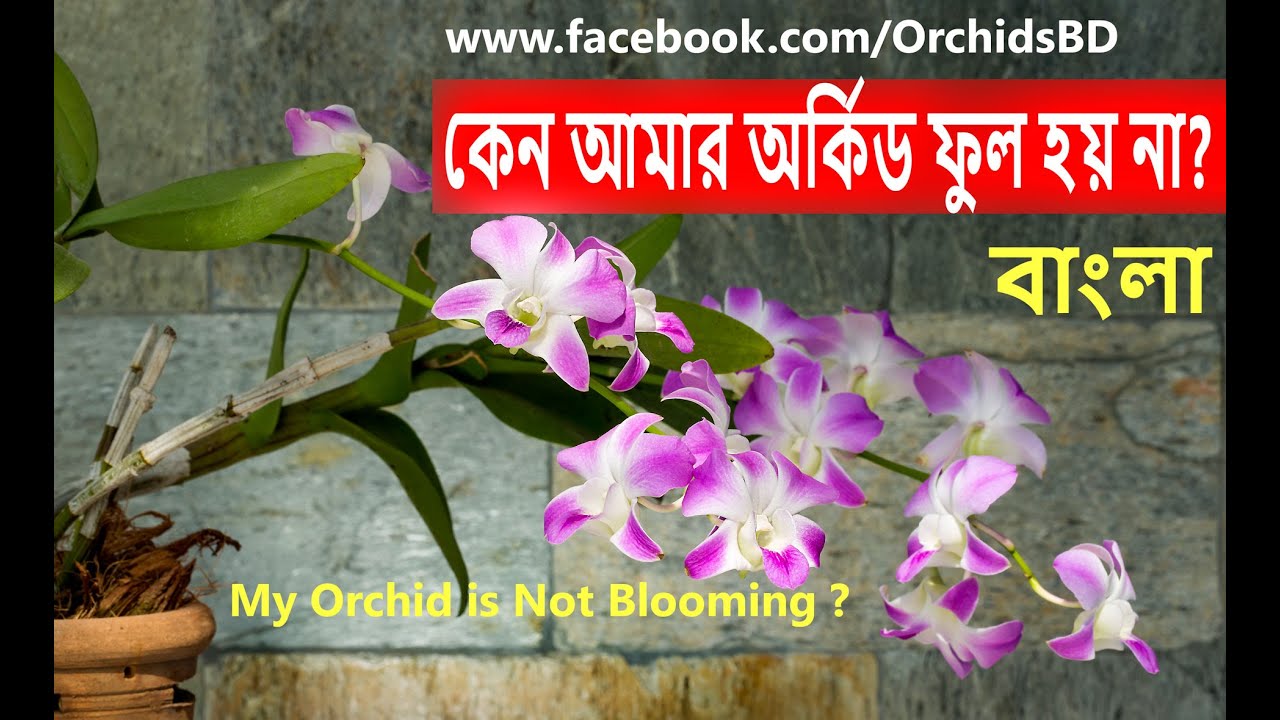 কেন আমার অর্কিড ফুল হয় না? My Orchid is Not Blooming ? Orchid Care in Bangla