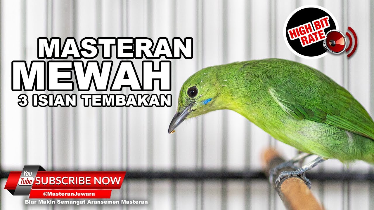 🔴 3 Tembakan Mewah Cak Ijo Mini Gacor Full Isian - CUCAK IJO MINI BETINA GACOR