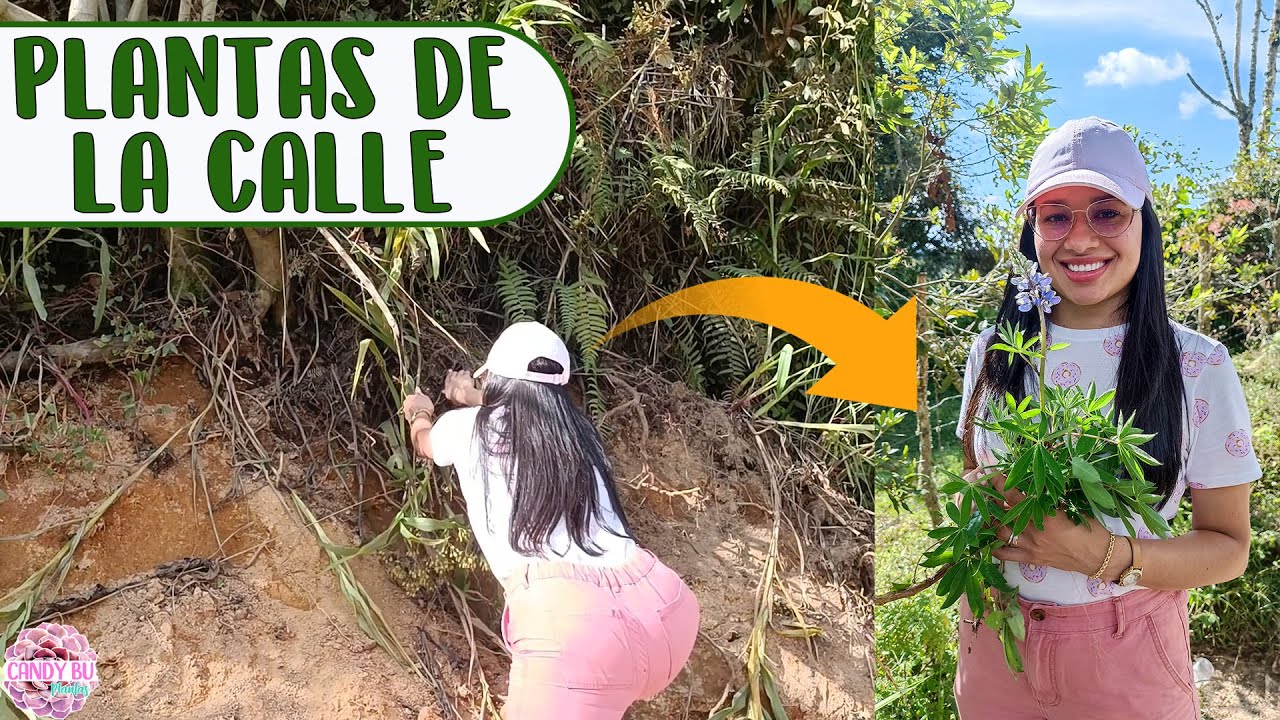 Volviendo a recoger plantas de la calle │Candy Bu