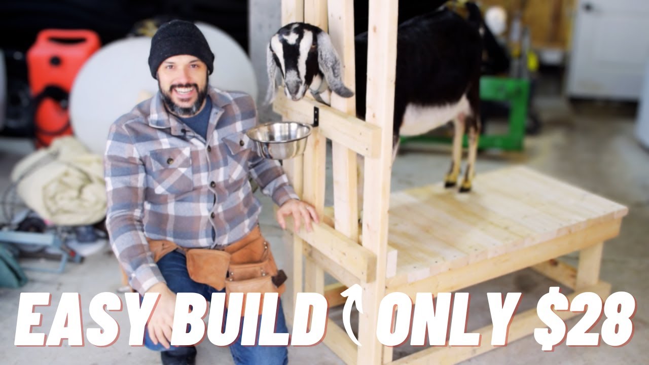 How To Build a Goat Milking Stand / Stanchion Cheap & Easy DIY