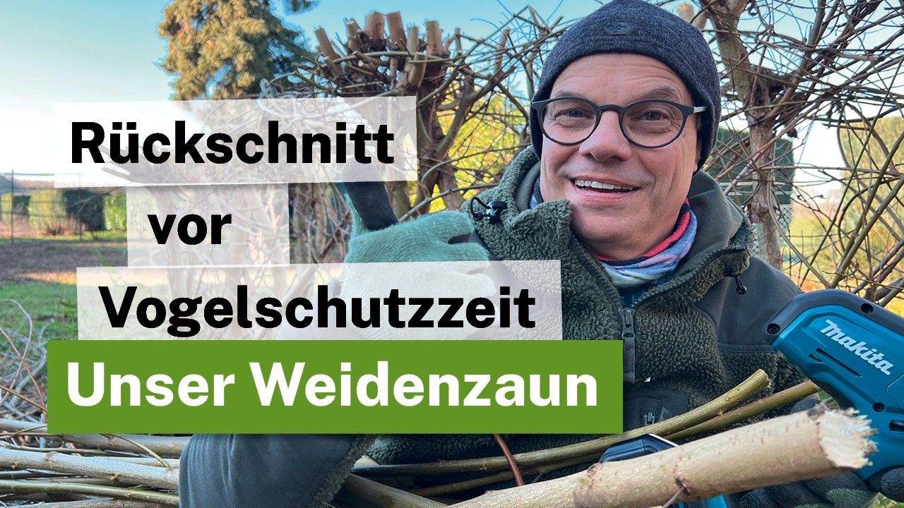 5 Jahre Weidenzaun: Das große Update & Rückschnitt mit Akku-Power! 🌱✂️Astsäge Makita DUC101Z