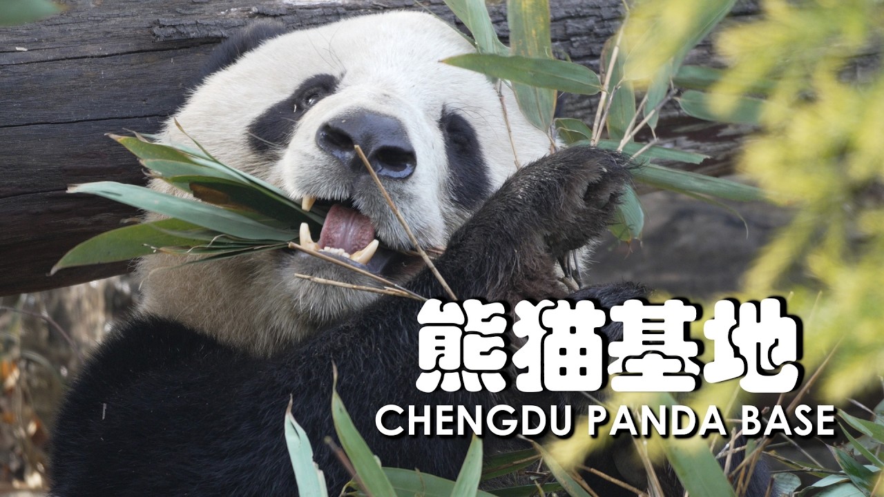 🇨🇳 These Pandas Were Cuter Than I Expected… | Chengdu Panda Base (熊猫基地) | China Solo Guide Day 8