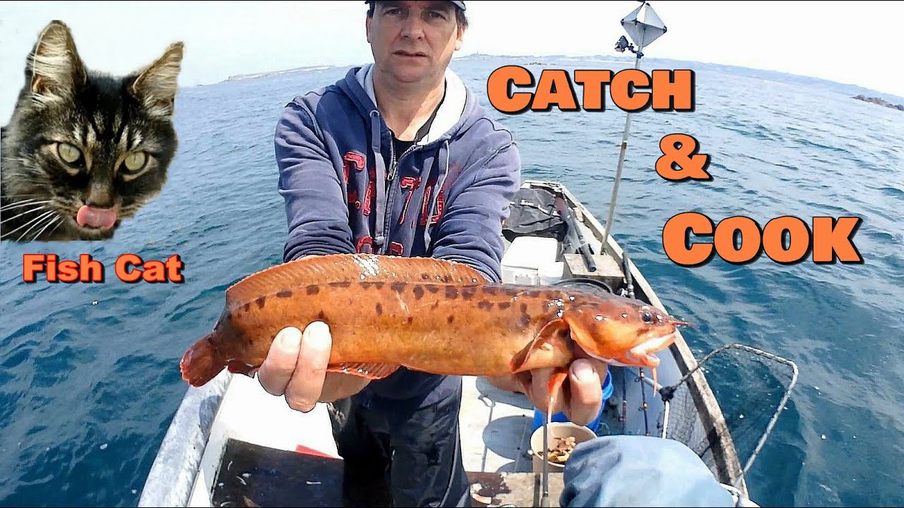 Catch & Cook 3 Bearded Rockling Featuring Fish Cat
