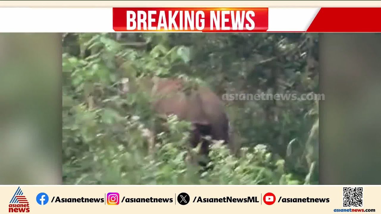 ഒറ്റയാന്റെ മുന്നിൽ പെട്ട് ശബരിമല തീർത്ഥാടകർ; സംഭവം കാനനപാത വഴി സഞ്ചരിക്കവെ | Sabarimala | Elephant