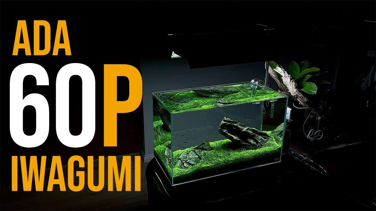 ADA 60P Iwagumi с Utricularia Graminifolia (UG)
