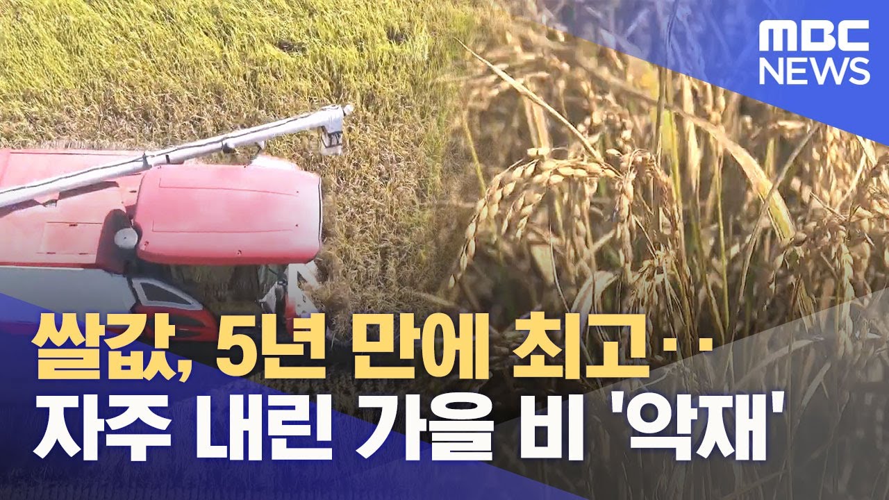 잦은 가을비에 추수 '비상'‥ 쌀값 영향은? (2025.10.23/뉴스데스크/목포MBC)