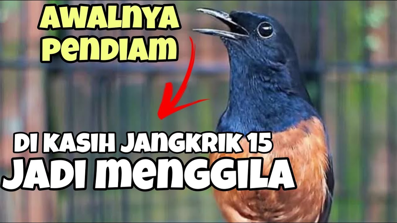 Penambahan jangkrik pada karakter murai batu yang tepat maka akan berdampak positif