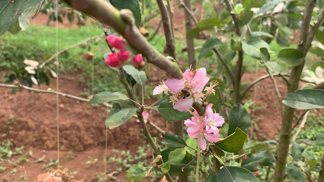 The results Of Bending Apple Tree Branches! 😳😲😱