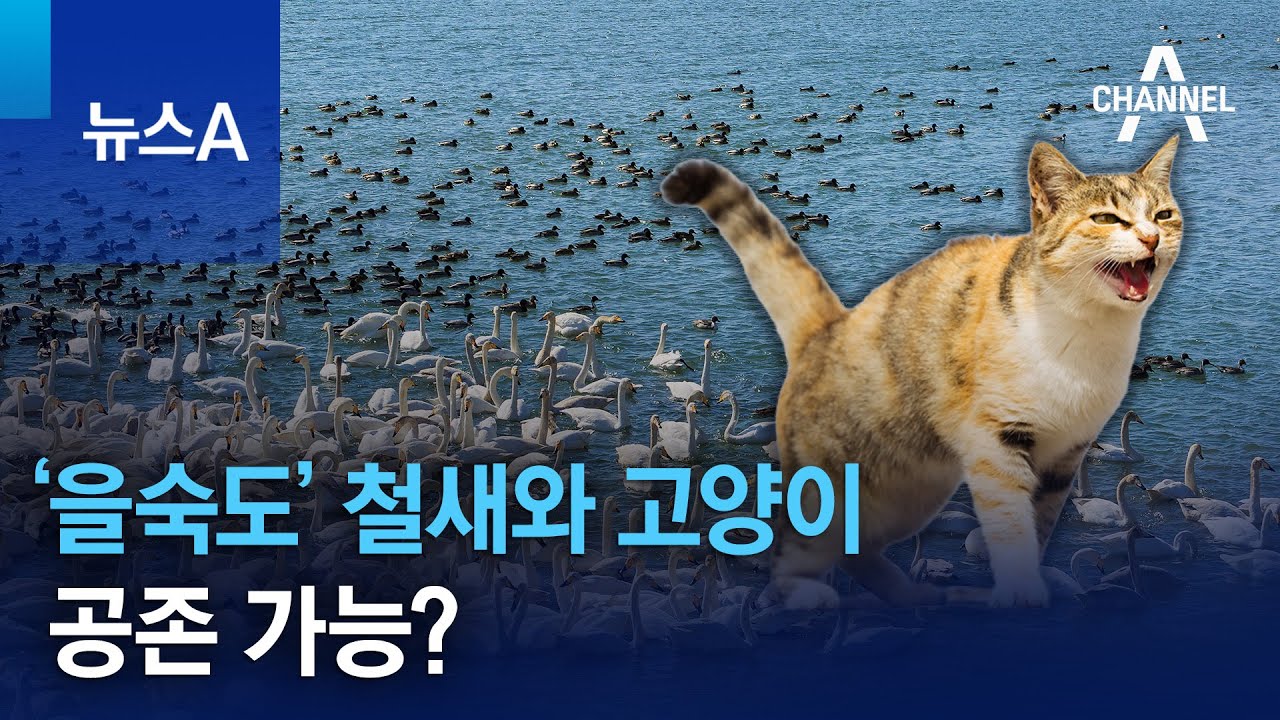 &lsquo;을숙도&rsquo; 철새와 고양이&hellip;공존 가능? | 뉴스A