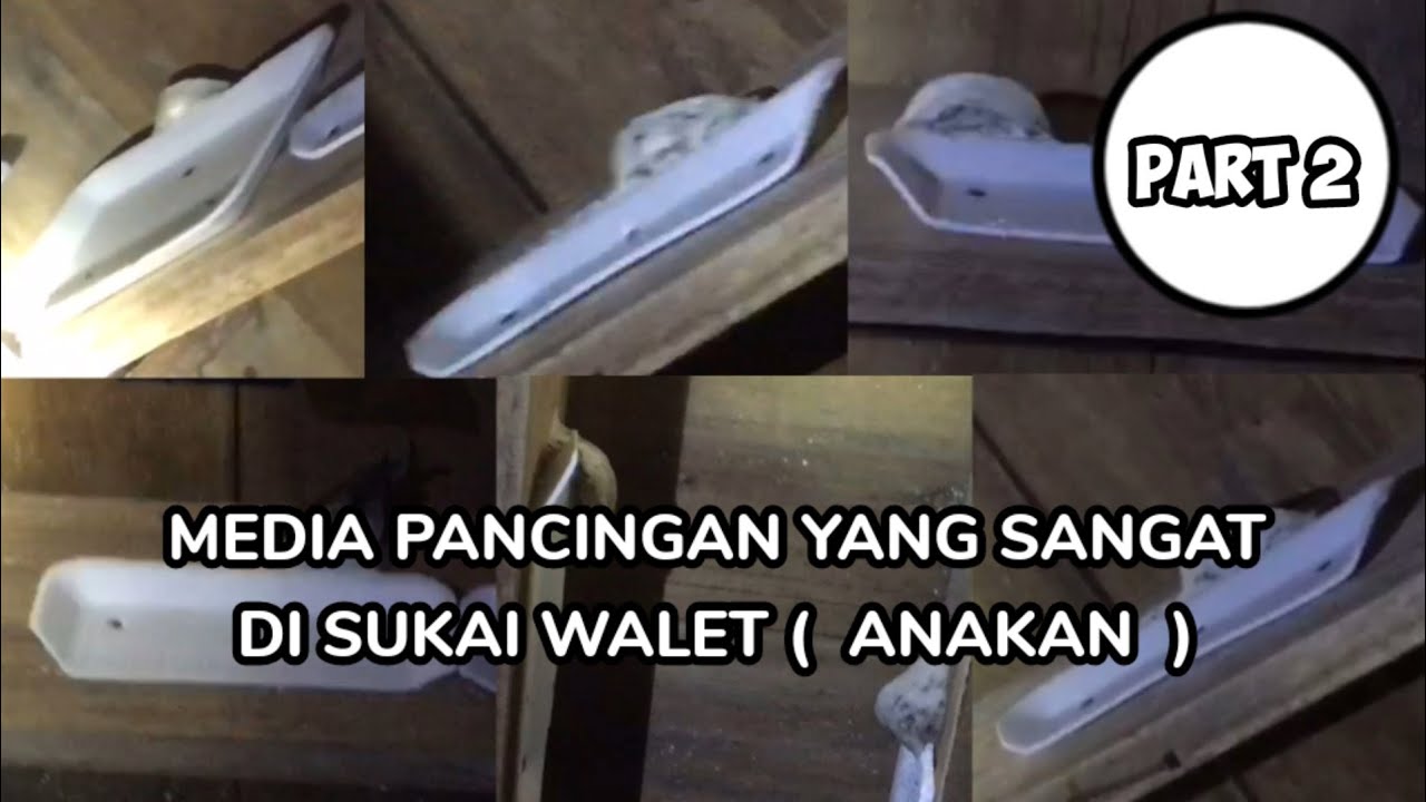 Media pancingan yang sangat di sukai burung walet (ANAKAN) #PART 2# Semoga bermanfaat🙏🙏🙏