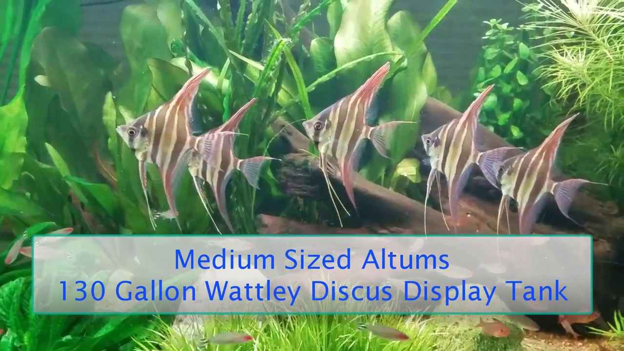 Altums In Wattley Show Tanks