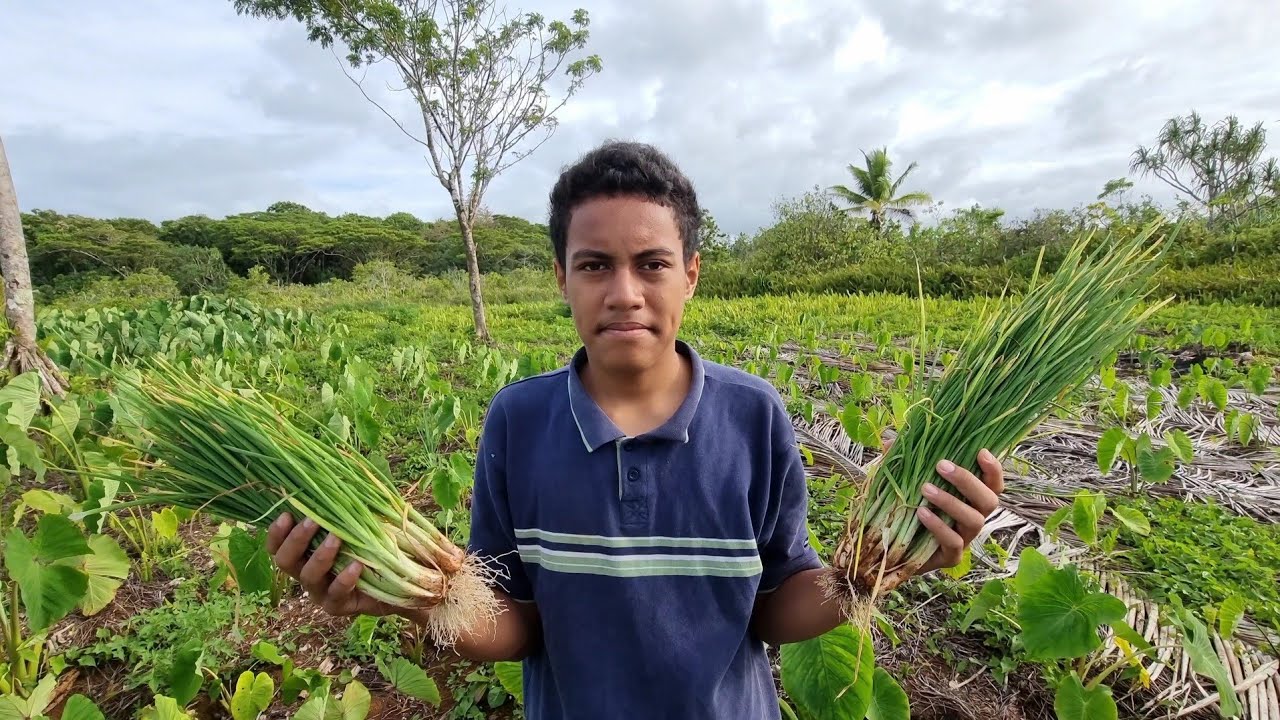 Taro Farming  Sides - Tomatoes, Spring Onions And Black Nightshade!