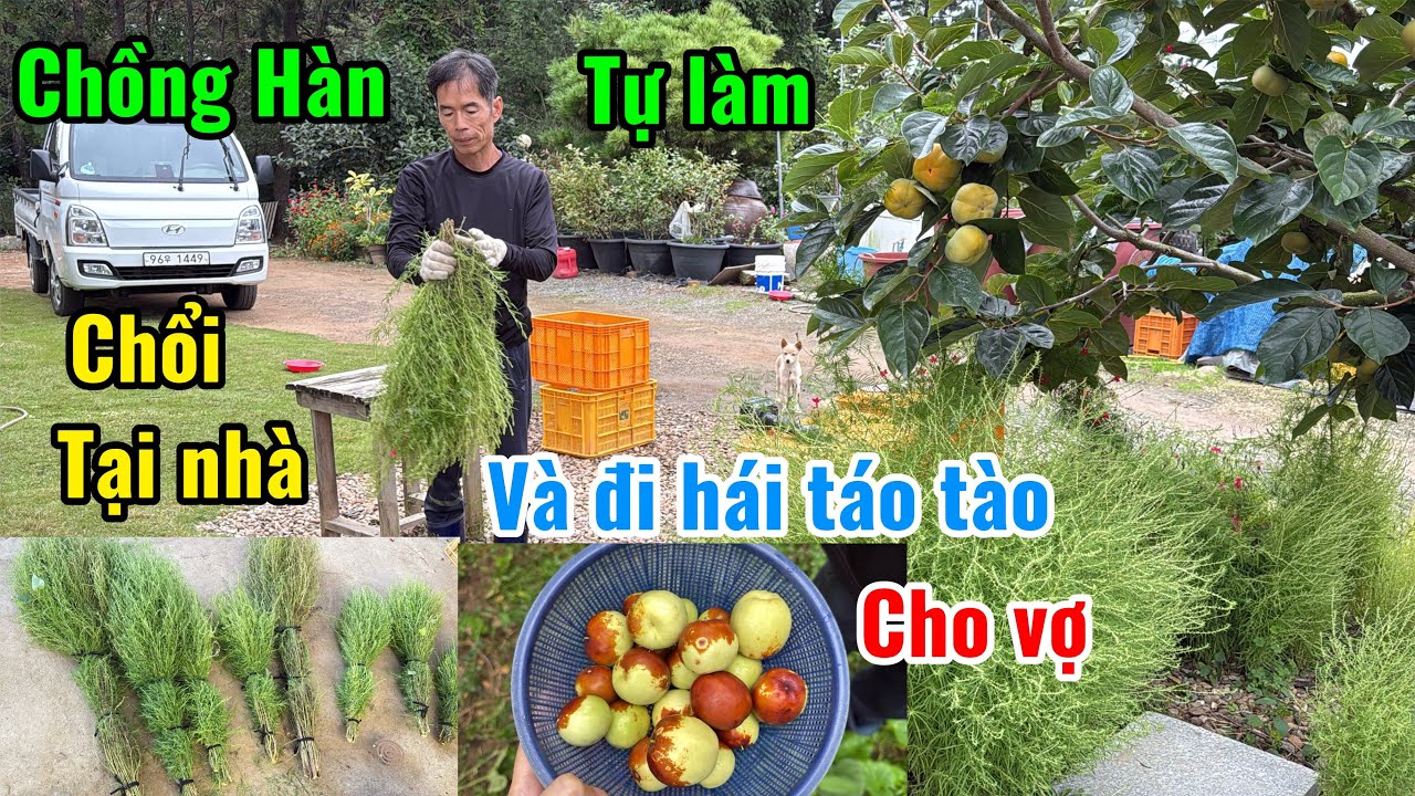 [132] chồng Hàn tự làm chổi và đi hái táo cho vợ 😊