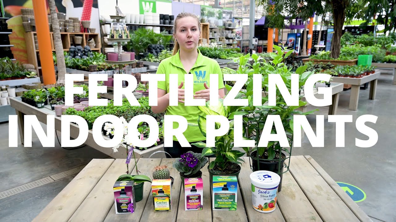 Fertilizing Indoor Plants