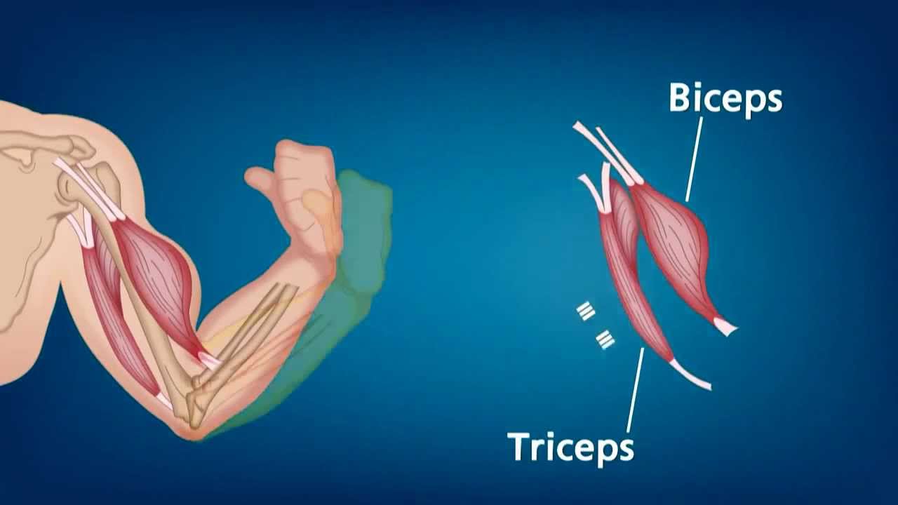 วิชาชีววิทยา - กล้ามเนื้อ