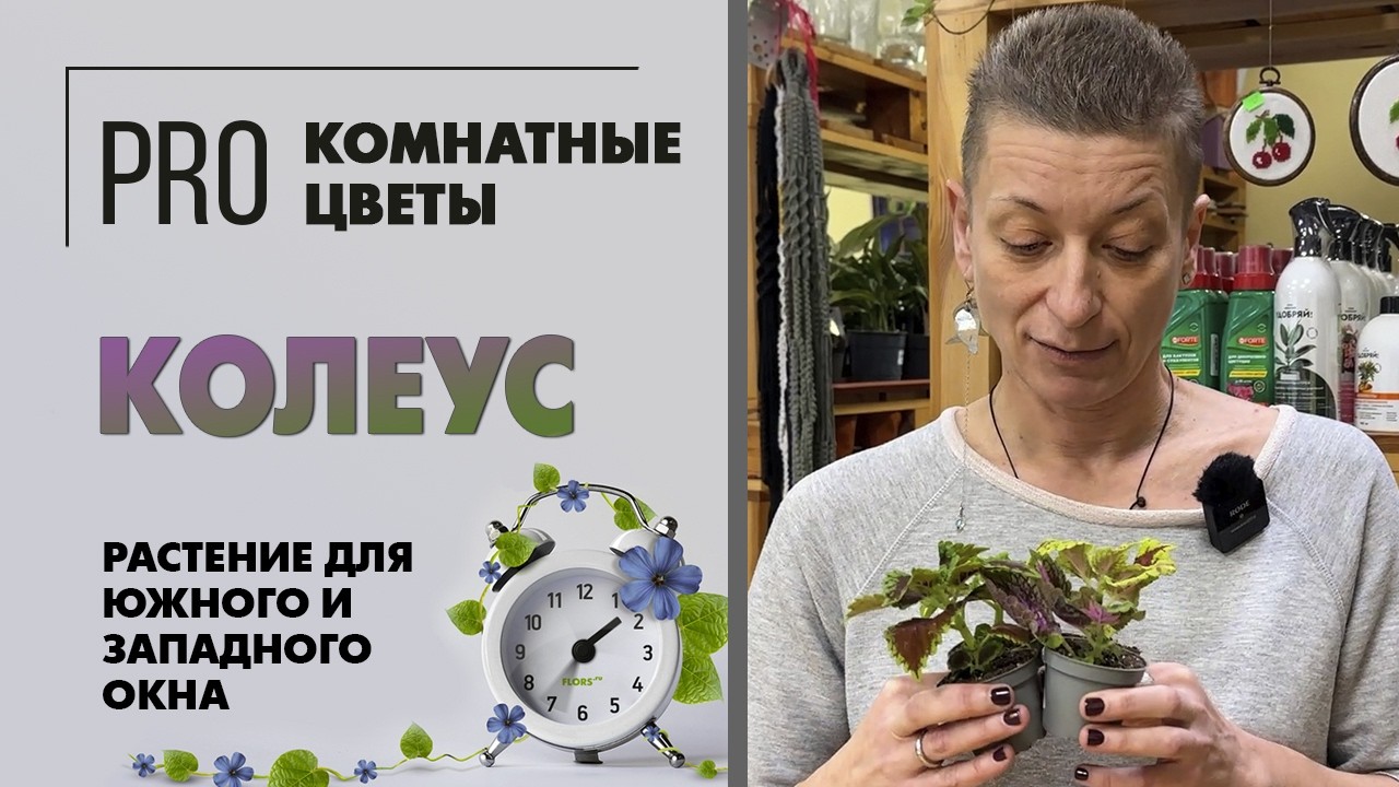 Колеус - растение для южного и западного окна. Полив, уход, пересадка, вредители, грунт и стрижка.