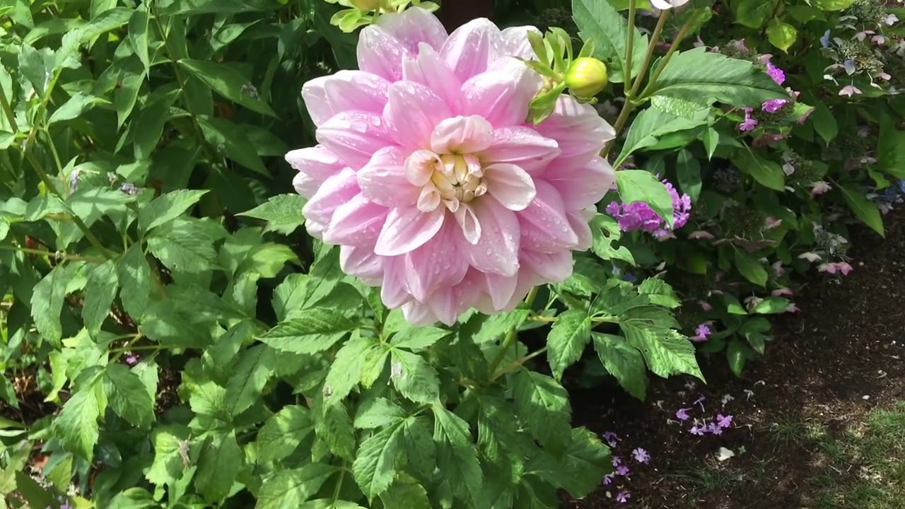 From 2016: White Widow Marijuana Strain Review