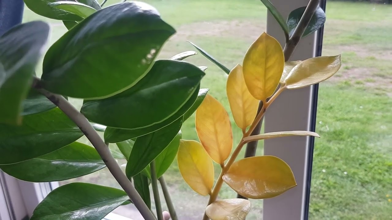أوراق الزاميا Zamia تتحول إلى اللون الأصفر 💛!!