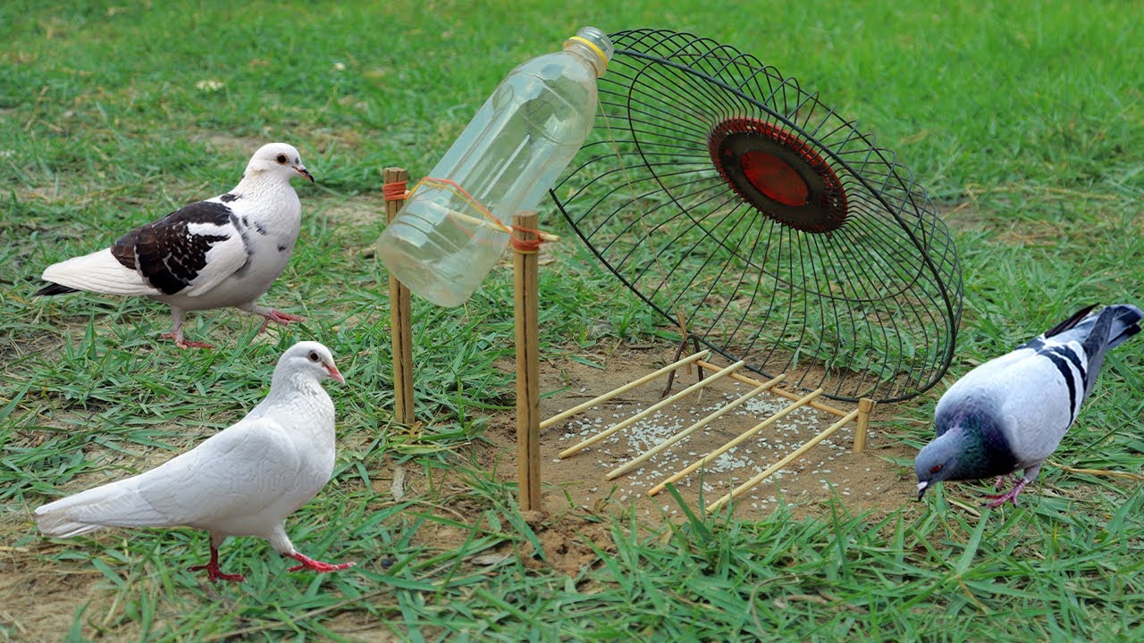 Really Amazing Creative Unique Bird Trap Using Wooden and Bottle - Working 100%