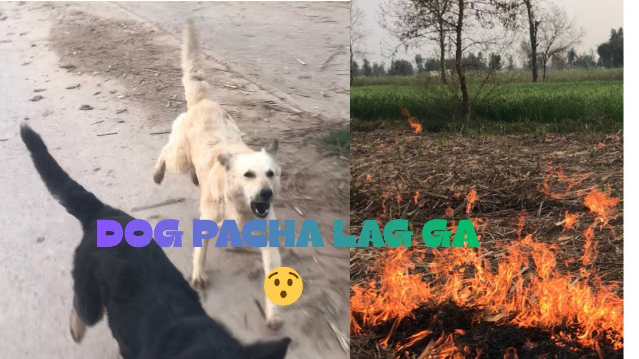 Dog 🐕 pacha lag ga 😯