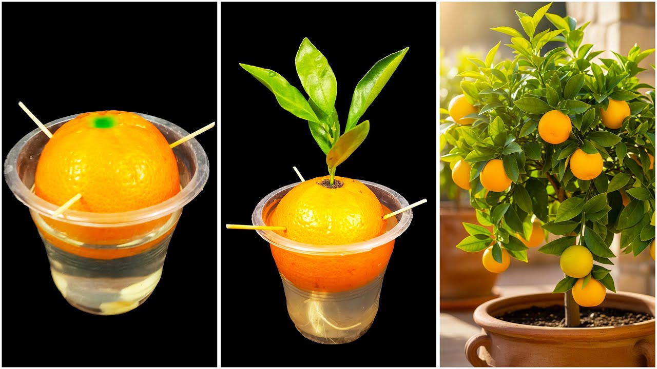 Fruit to plant tips & tricks for growing orange plant || Make your garden healthy, juicy & tangy