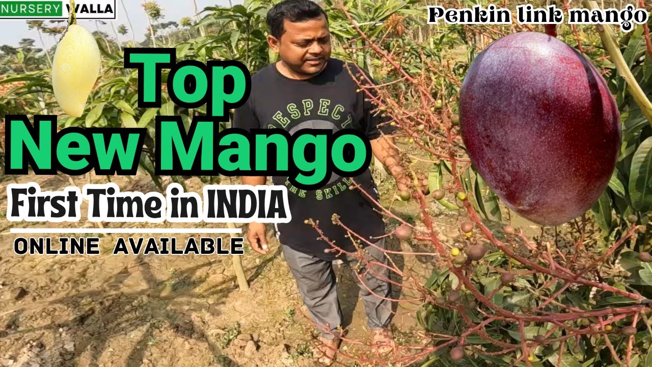 Best new mango varieties || First time in india || Annaya Nursery Visit || Nursery Walla || online