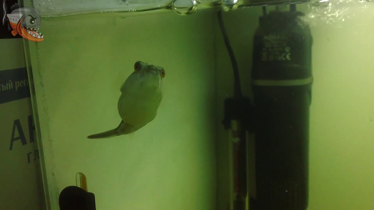 Что за зверь тетрадон фахака? Tetraodon lineatus, иглобрюх, нильский тетрадон