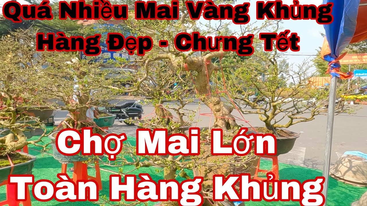 Chợ tết gài gòn 2023 - đường thành thái Q10 - quá nhiều mai vàng lớn hàng đẹp
