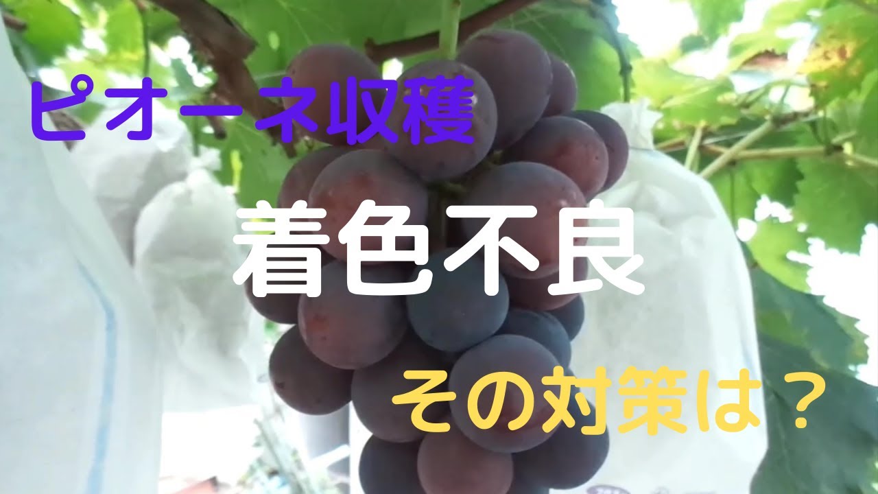 ピオーネ収穫・着色不良・原因と対策