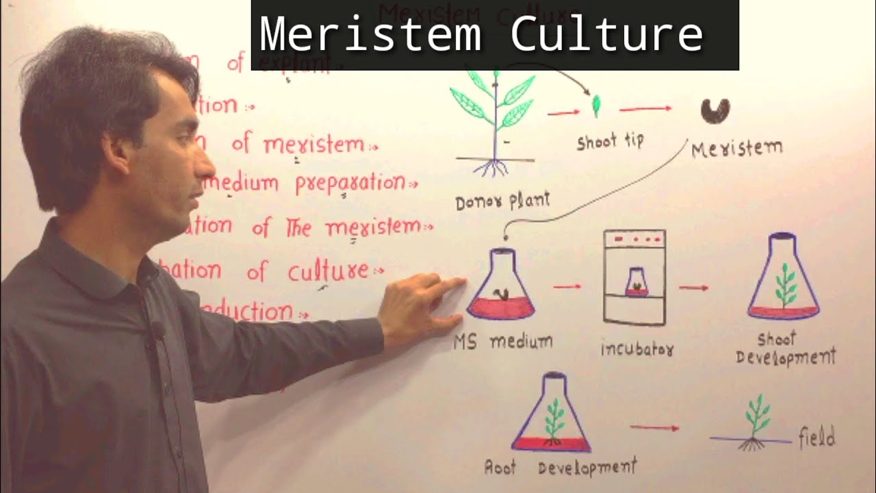 Meristem Culture | Plant Tissue Culture | Lec.26