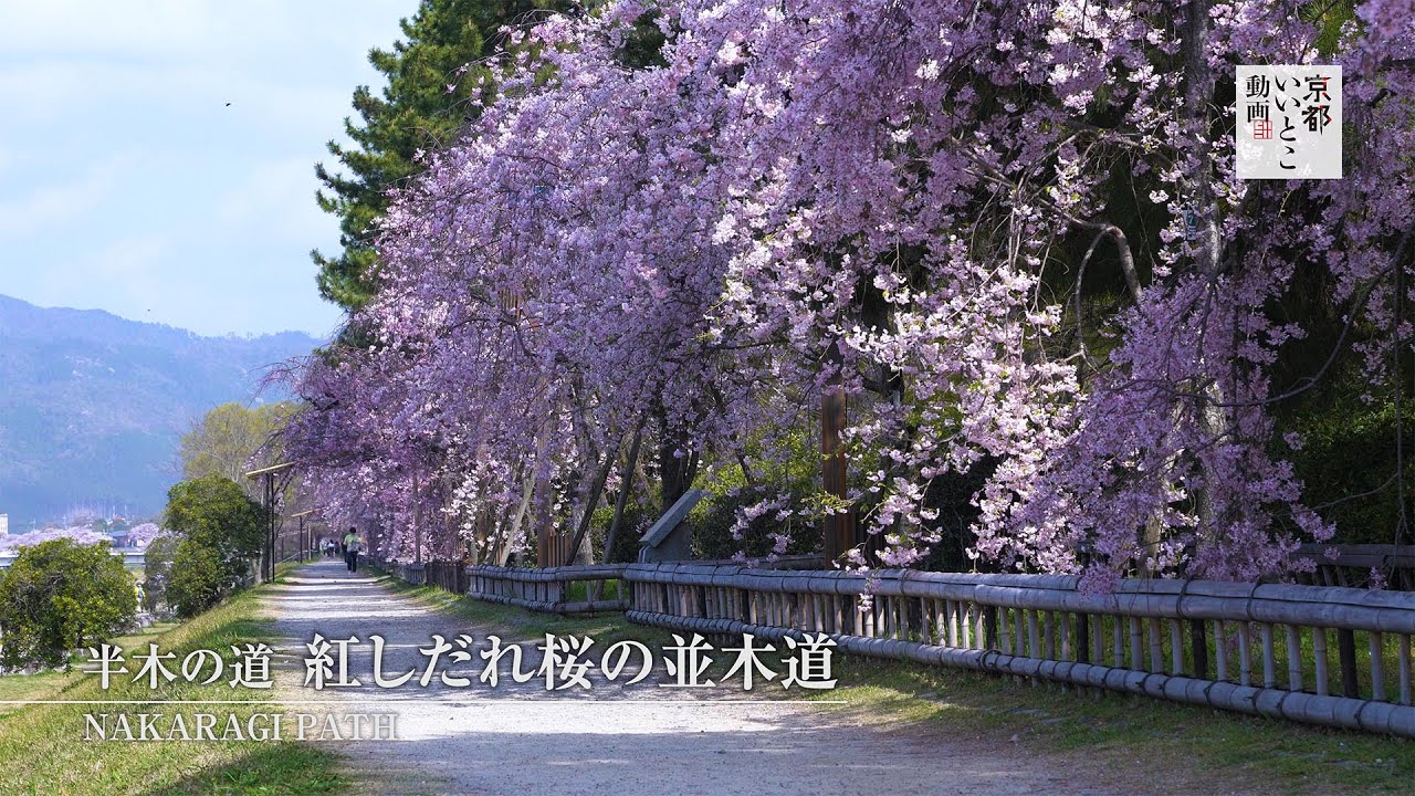 半木の道　紅しだれ桜の並木道 / Nakaragi Path / 京都いいとこ動画