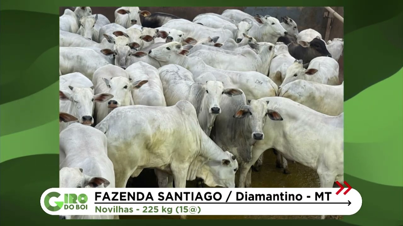 MATO GROSSO: NOVILHADA COM PESO ACIMA DE 15 ARROBAS DÁ SHOW DE ACABAMENTO EM DIAMANTINO