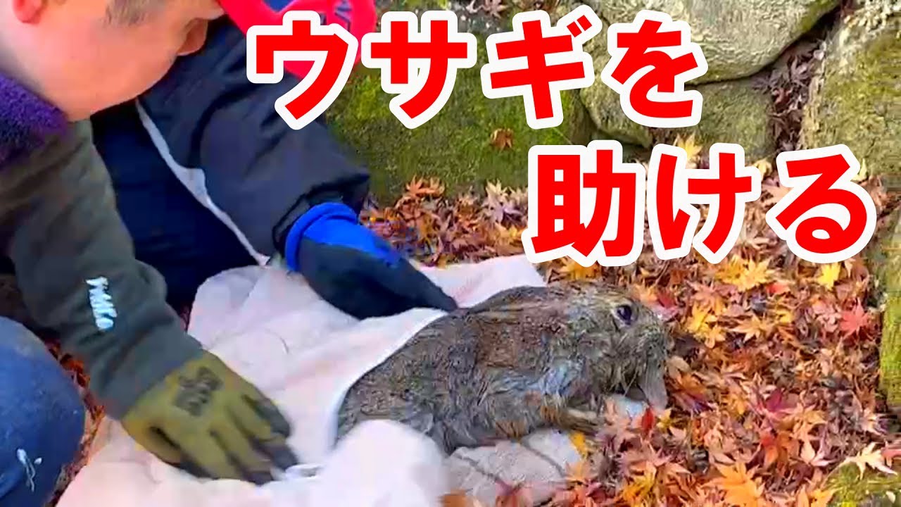 【お坊さん】年末のお寺で寒さに震える野ウサギを救う