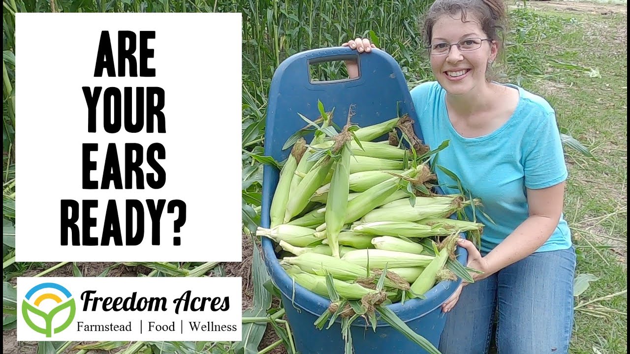 How do you know when your Corn is Ready??