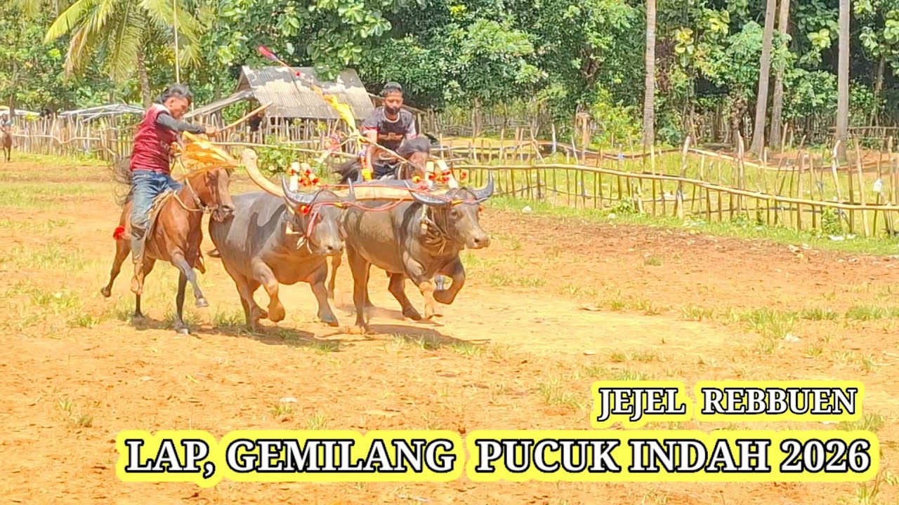 JEJEL REBBUAN KERBAU PAPAN ATAS 2026 #shortvideo #shorts #fyp #trending 
