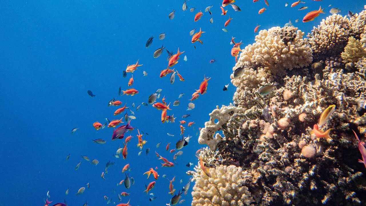 Snorkeling and diving in Sharm El Sheikh