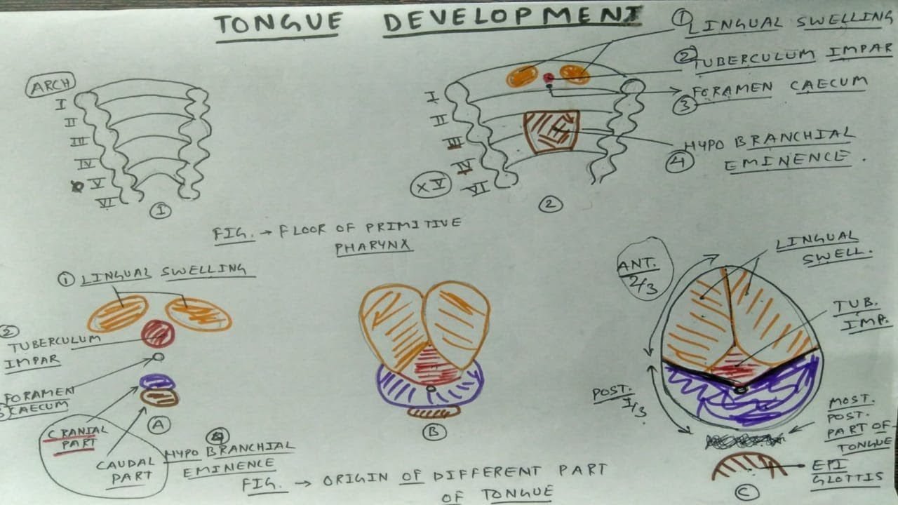 Tongue Development : Only One Page | TCML