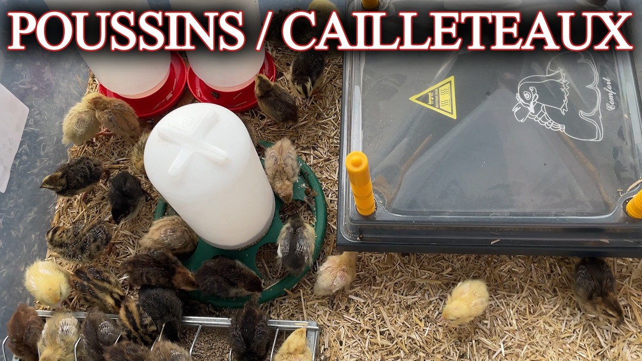 Une poussinière pour moins de 20€ ! 🐥 | Tuto Création